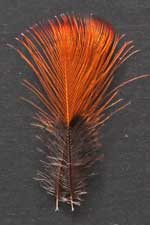 indian crow feathers